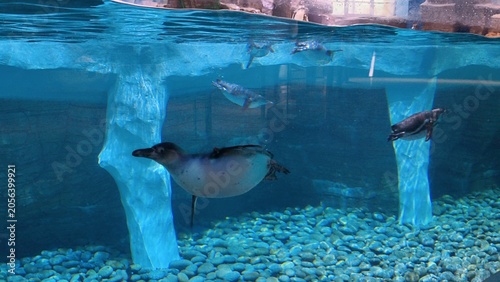 Bild auf Leinwand Vladivostok city Primorskiy oceanarium on Russkiy island Russia