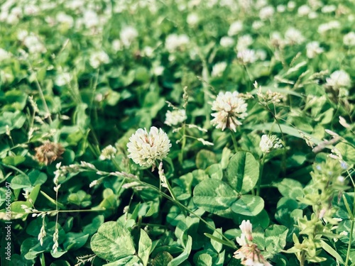 white flowers in the garden