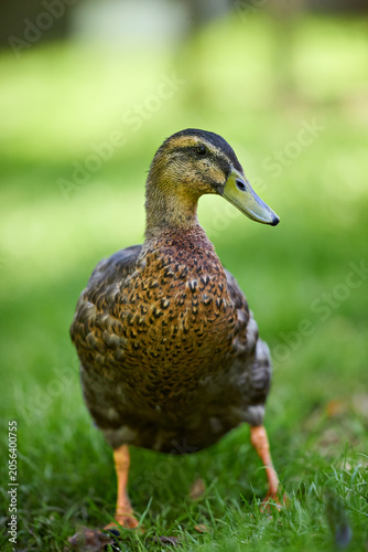 Bilde på lerret A beautiful brown and green Indian runner duck stands gracefully on lush green grass in a vibrant outdoor setting