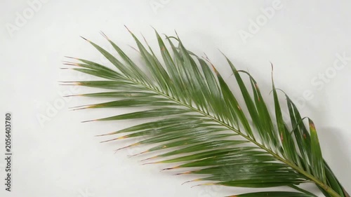 Green Palm Leaf Moving on Clean White Background for Tropical Nature Visual