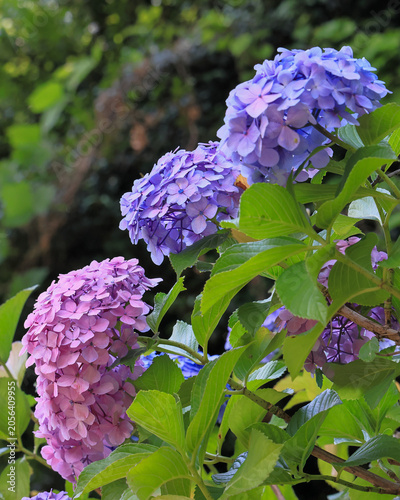 東京散歩　飛鳥山の紫陽花2026