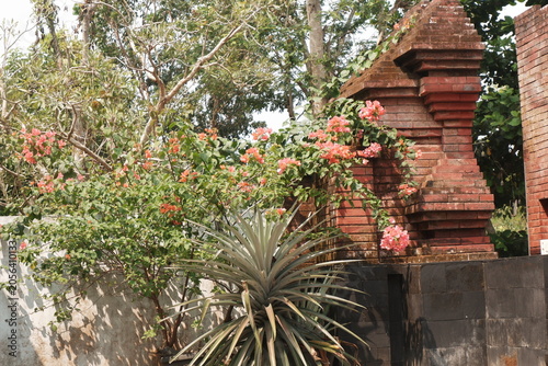 Colorful Bougainvillea and Ornamental Plants in Tropical Garden