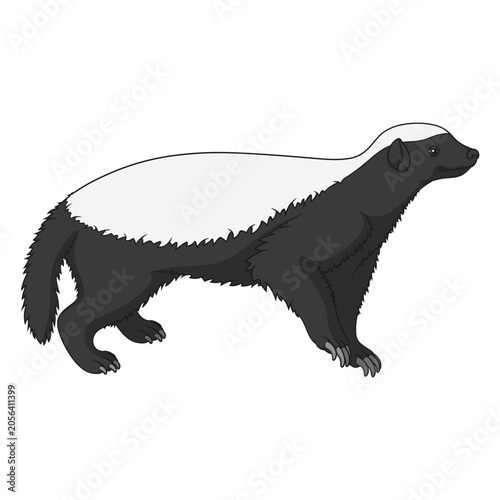 Color illustration with honey badger. Isolated vector object on white background.