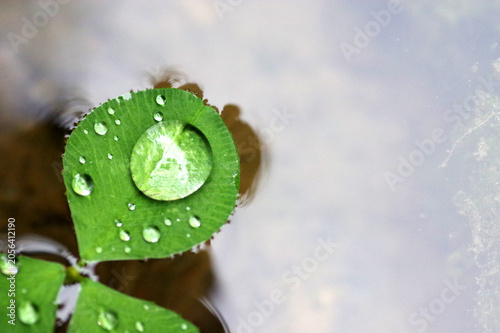 rosée sur feuille de trèfle qui flotte
