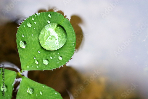 rosée sur feuille de trèfle qui flotte
