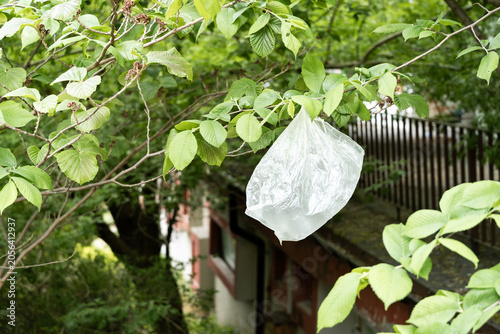 Clear plastic bag hanging from a tree branch as environmental litter