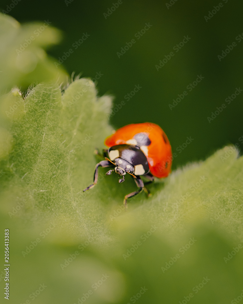 Fototapeta premium ladybug on a leaf