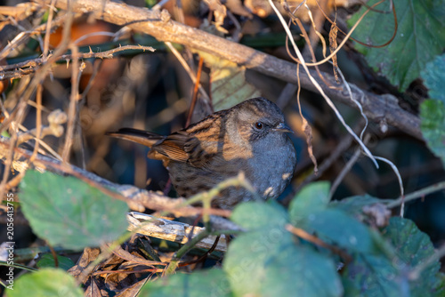 Quadro su tela Dunnock in Hedgerow
