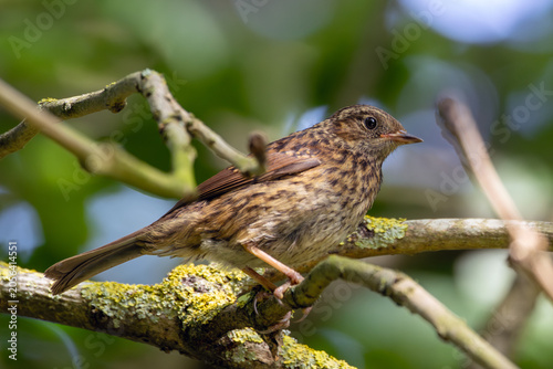 Photography Juvenile Dunnock