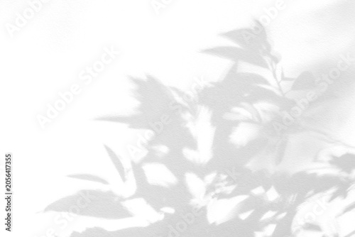 Leaf shadow and light grey background. Nature tropical leaves plant tree branch shade sunshine on wall. Sunlight on white wall texture for background wallpaper, shadows overlay effect foliage mockup