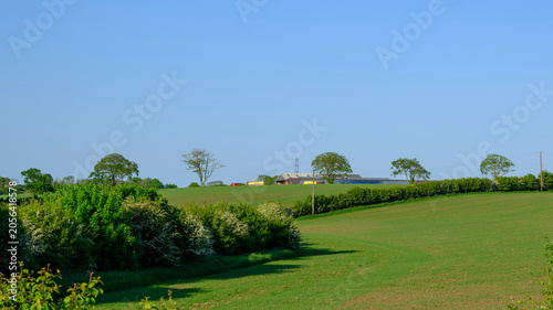 Calm green field stretches under clear blue sky. Vines and bushes frame the foreground softly. Few trees dot the distant horizon. Sunlight bathes the land in warm, peaceful light
