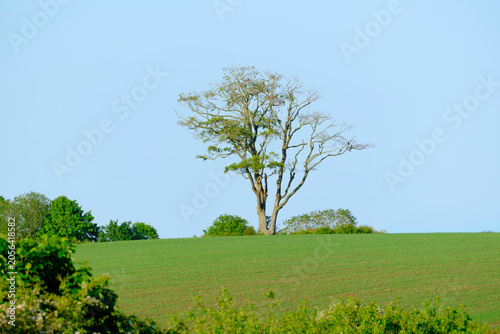 Single tree stands tall on green hillside. Sky above is clear and calm. Tree shows signs of autumn's passing. Foliage sparse, branches bare. Surrounded by lush, rolling fields.
