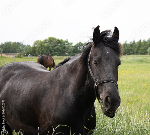 Tableau sur toile Close-up portrait of a black horse in a halter in a green meadow.