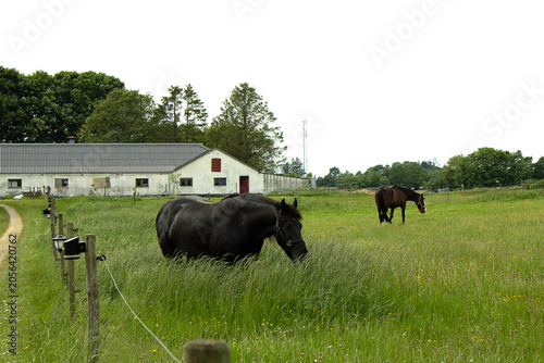 Schilderij op canvas A small dark brown pony grazing in a green meadow on a sunny day a fluffy horse