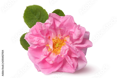 Damask rose. Oil-bearing rose.