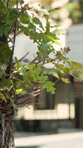 Vertical video: Framing branch sharp at sunlit path, light top adult passing white bike, copy space