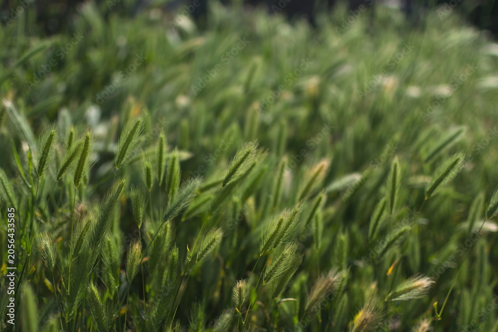 Obraz premium Close-up view of lush green grass blades gently swaying in the wind under soft sunlight, creating a serene and calming natural landscape with a blurred.