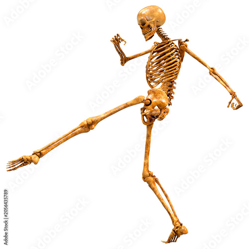 3D Rendering Human Skeleton on White