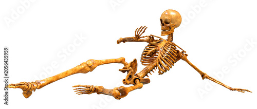 3D Rendering Human Skeleton on White