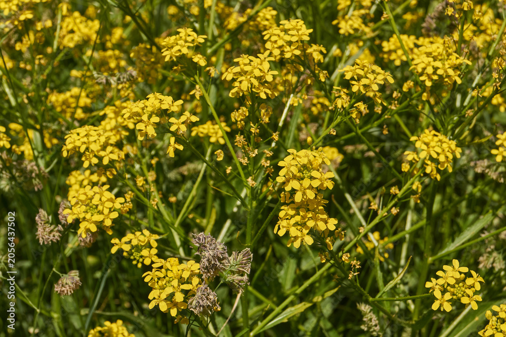 Fototapeta premium Barbarea vulgaris (lat. Barbarea vulgaris) is blooming in the meadow. Inflorescence Barbarea vulgaris.