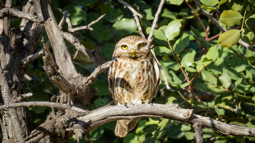 Tableau sur toile Little owl (Athene noctua) perched on a tree branch looking at the camera, wildlife in Cyprus in June