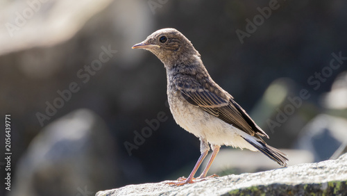 Foto Juvenile Cyprus wheatear (Oenanthe cypriaca) endemic bird perched on a rock, wildlife in Cyprus in June