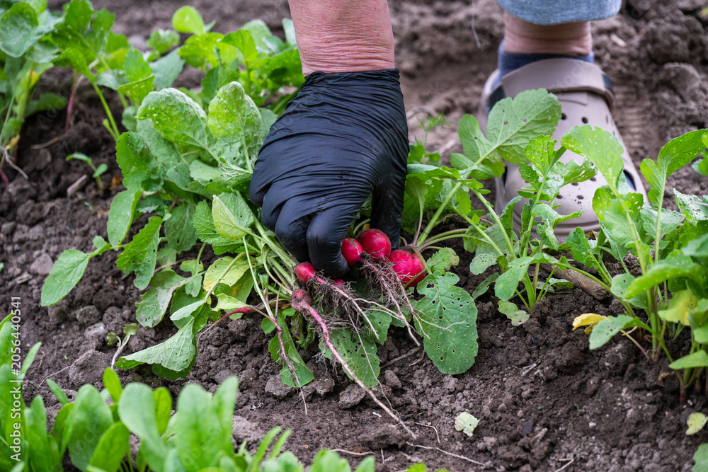 Fototapeta premium a gardener in a black glove harvesting a cluster of fresh, vibrant red radishes directly from the soil in a garden bed.