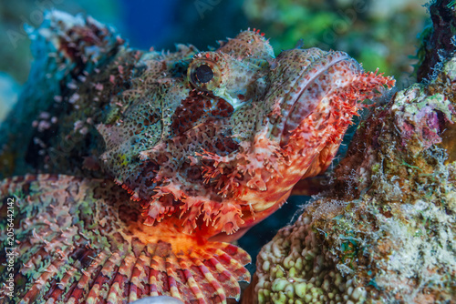 Bild auf Leinwand Macro photography of a venomous bearded scorpionfish or stonefish in the tropical waters of the Red Sea