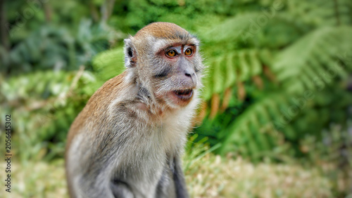 Photography Close-up portrait of a long-tailed macaque in lush tropical rainforest vegetation, captured in its natural habitat within the biodiverse forests of Sumatra, Indonesia