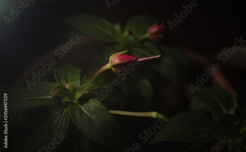 Photos Uma bela e singela flor. A beleza da natureza