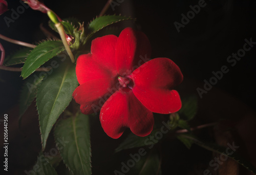 Tableau sur toile Uma bela e singela flor. A beleza da natureza