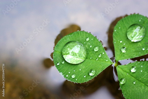 rosée sur feuille de trèfle qui flotte 