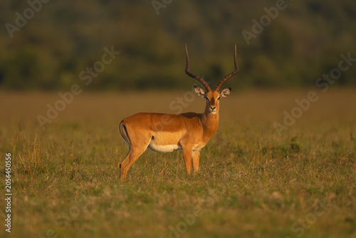 Photography Male impala stands turning head towards camera