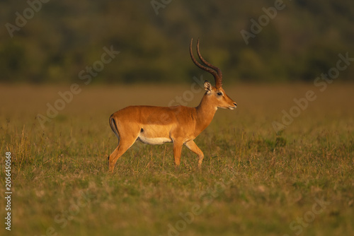Photography Male impala with catchlight crosses grassy plain