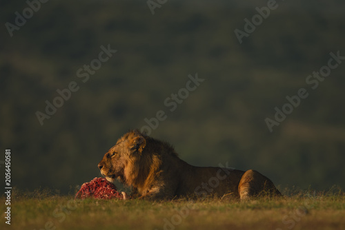 Foto Male lion on horizon lies guarding carcase