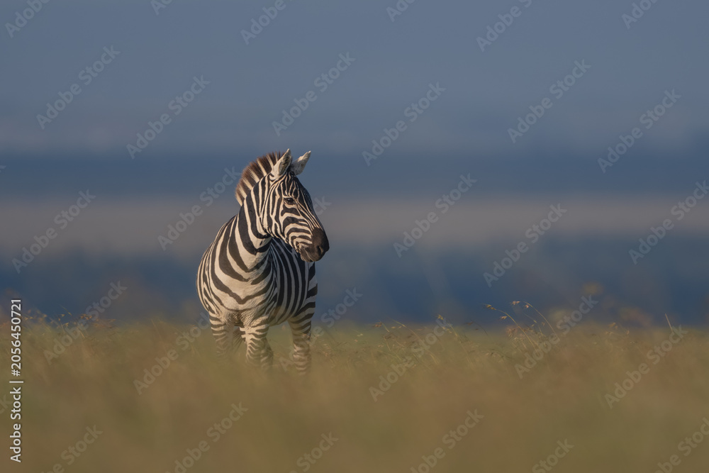Obraz premium Plains zebra with catchlight stands on horizon