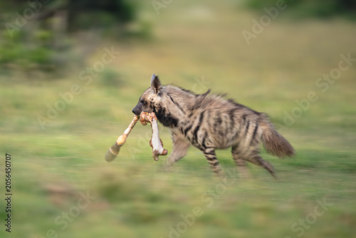 Slow pan of striped hyena carrying bone