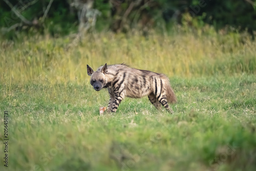 Photography Striped hyena stands with kill watching camera