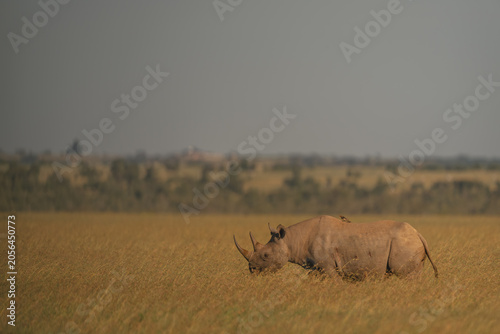 Red-billed oxpecker on back of black rhino