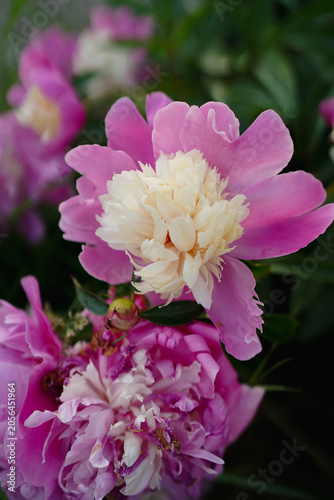 Pink and white peony flower blooming in a summer garden, macro nature photography