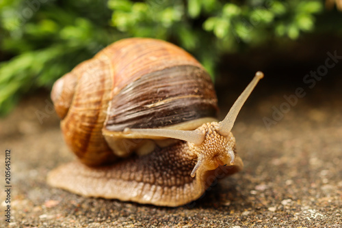 Konstfotografi Snail slowly moving on concrete ground, extending tentacles, symbolizing persist
