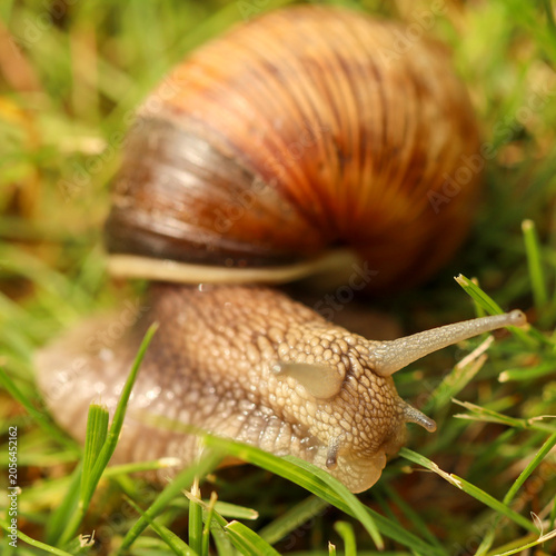 Quadro su tela Snail crawling on green grass, showing characteristic shell and eye stalks, repr