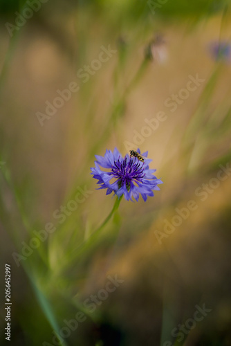 Blue cornflower with a wasp in a summer meadow in natural sunlight