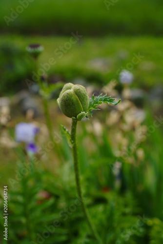 Close up a green poppy bud in a summer garden in natural sunlight