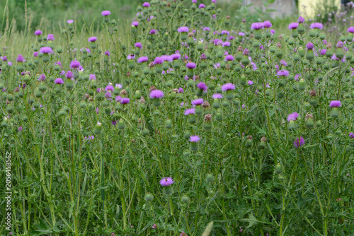 Kratzdistel, Gewöhnliche,  Cirsium vulgare,  Blüte, Pflanzengruppe