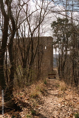 Forest Path Leading to Hidden Castle Ruins
