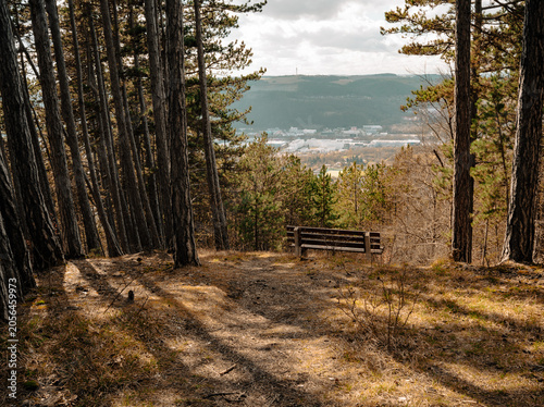 Forest Bench Overlooking Distant Valley