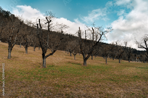 Bare Orchard Trees on Rural Hillside in Early Spring