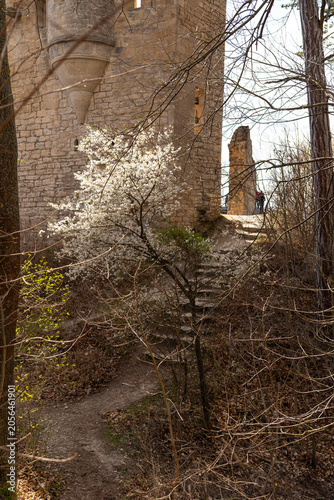 Blooming Tree Beside Medieval Castle Ruins