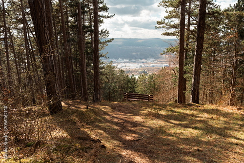 Forest Viewpoint Bench Above Distant City
